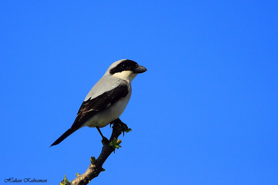 Karaalınlı örümcekkuşu