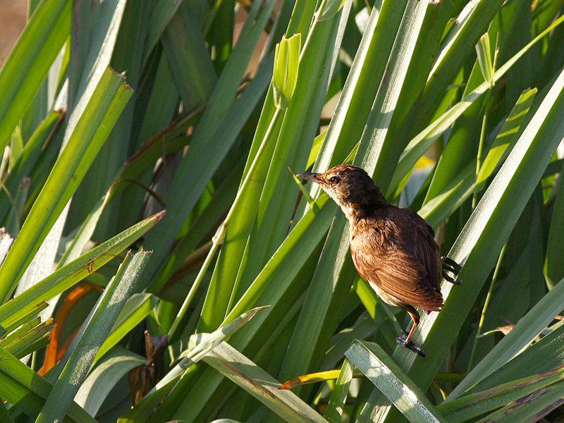 Büyük kamışçın