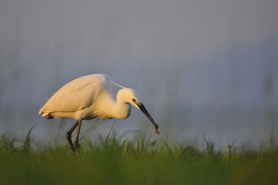Küçük ak balıkçıl