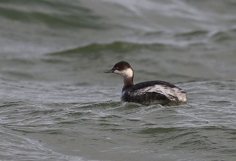 Karaboyunlu batağan