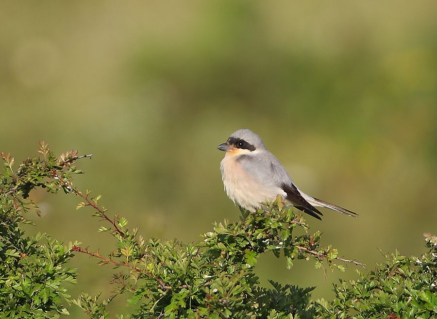 Karaalınlı örümcekkuşu