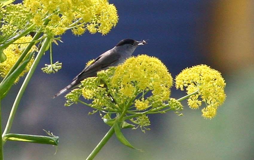 Karabaşlı ötleğen