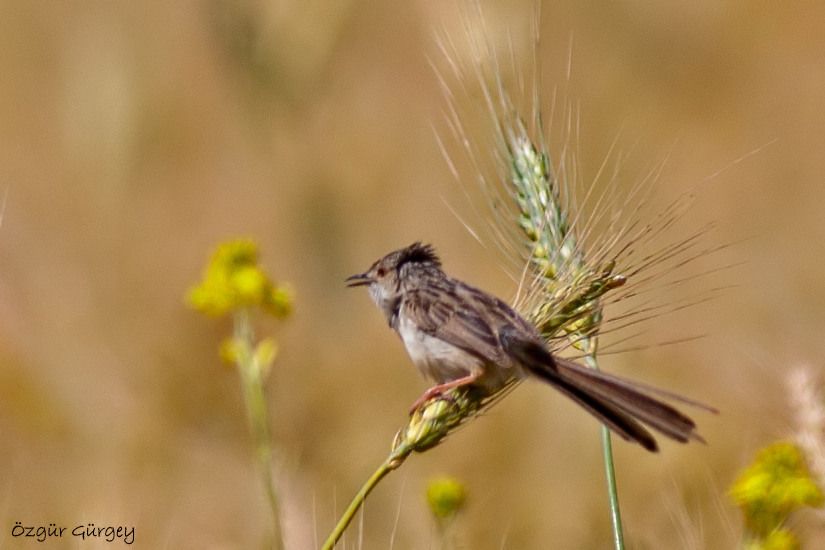 Dikkuyruklu ötleğen