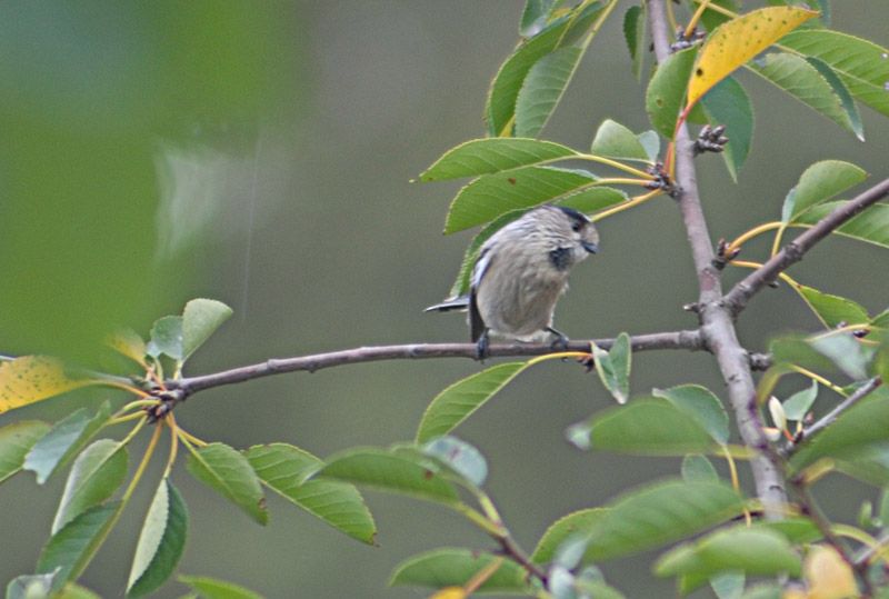 Uzunkuyruklu baştankara