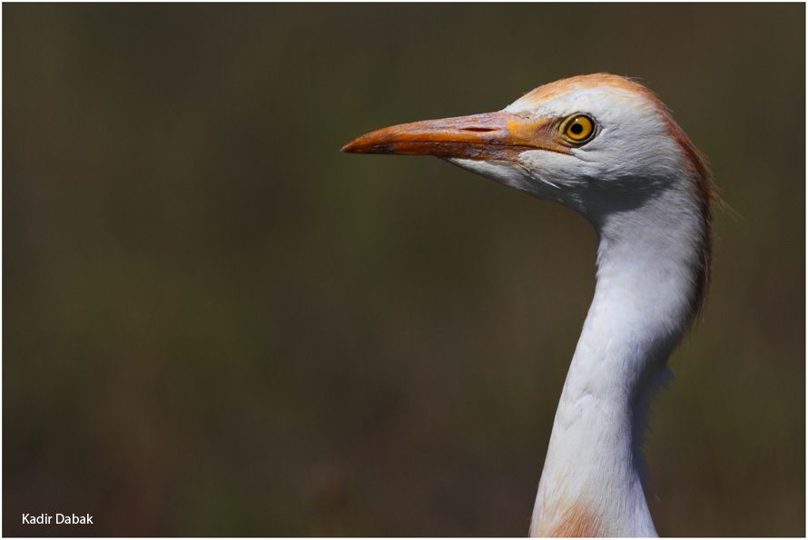 Sığır balıkçılı