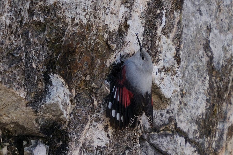 Duvar tırmaşıkkuşu