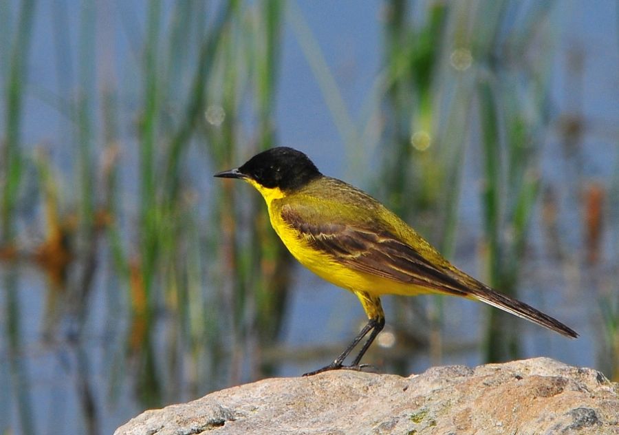 Sarı kuyruksallayan