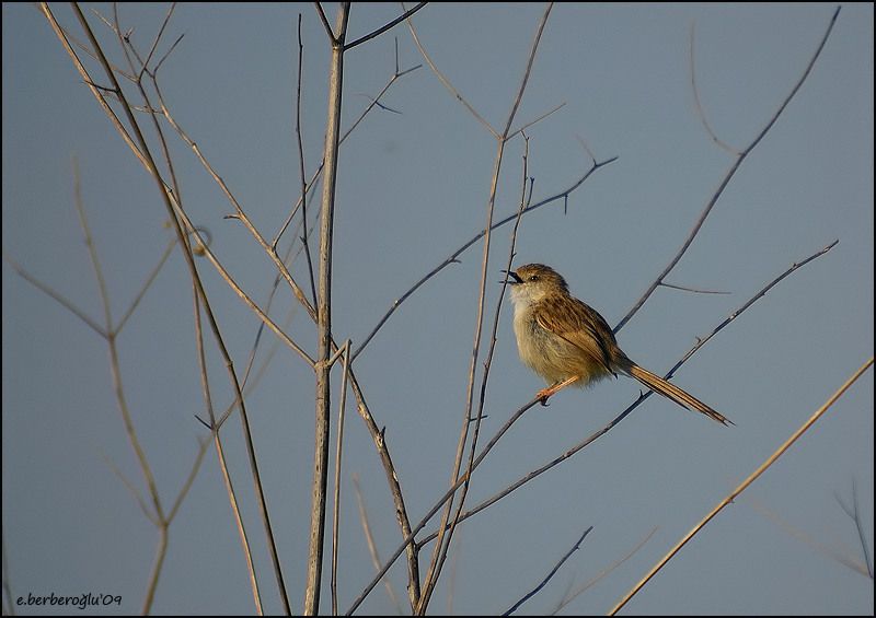 Dikkuyruklu ötleğen