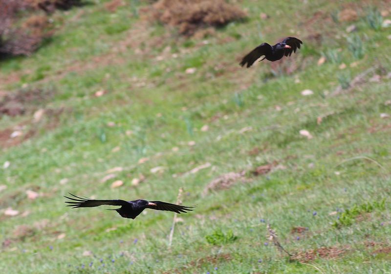 Kırmızıgagalı dağ kargası