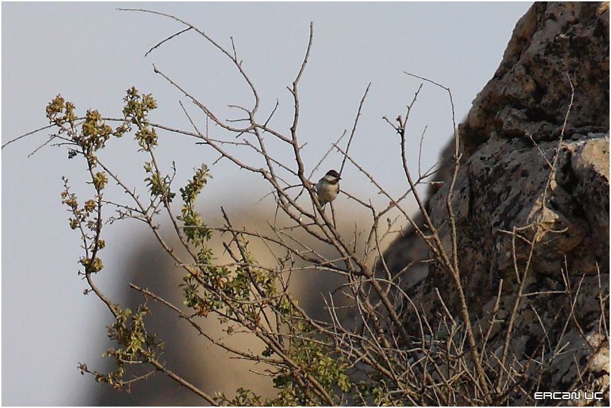 Akyanaklı baştankara