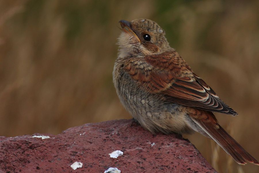 Kızılsırtlı örümcekkuşu