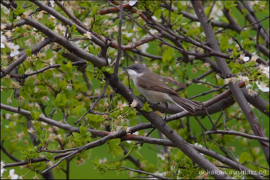 Küçük akgerdanlı ötleğen
