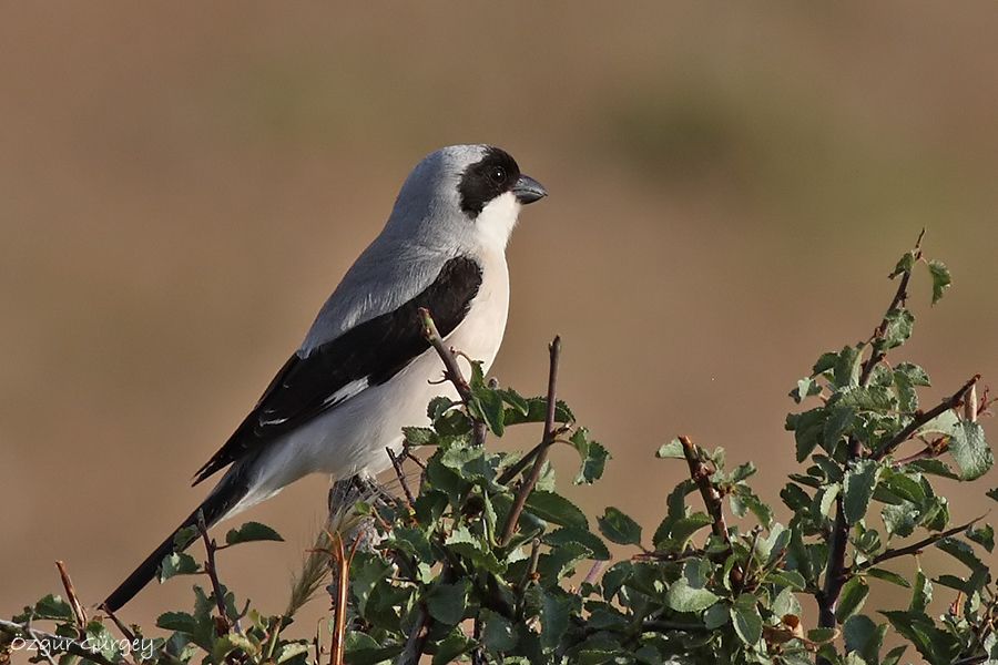 Karaalınlı örümcekkuşu