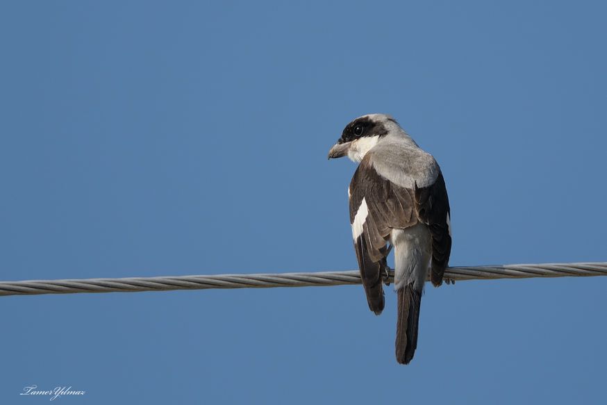 Karaalınlı örümcekkuşu