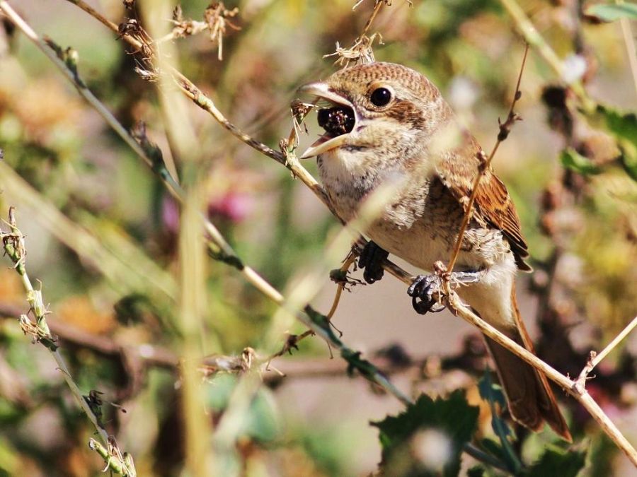 Kızılsırtlı örümcekkuşu