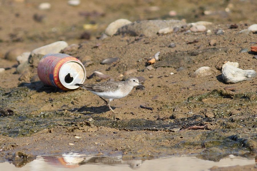 Sarıbacaklı kumkuşu