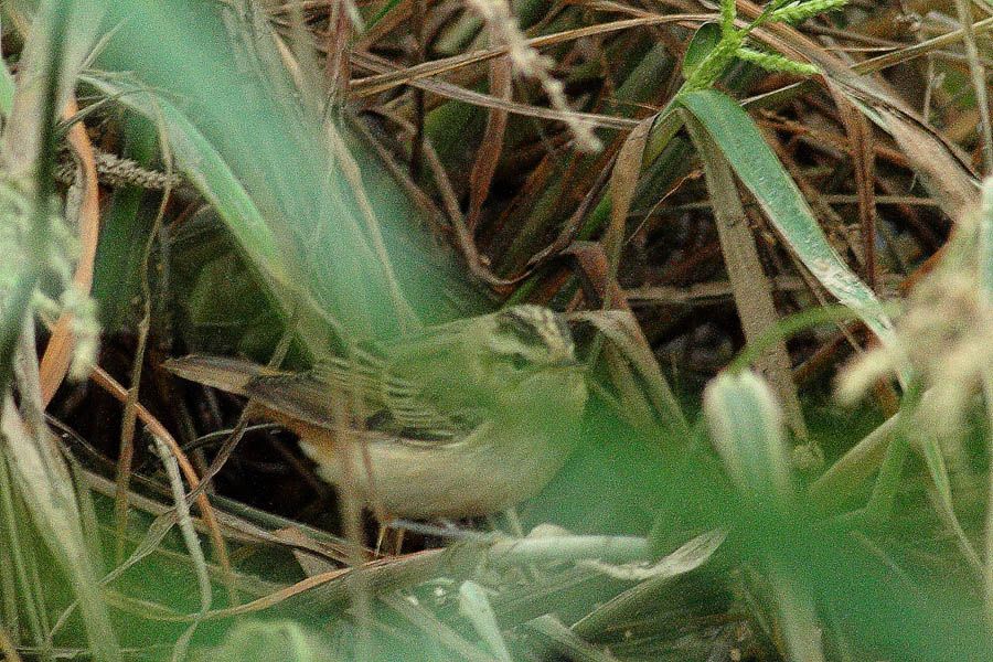 Kındıra kamışçını