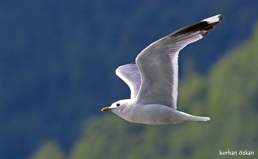 Küçük gümüş martı