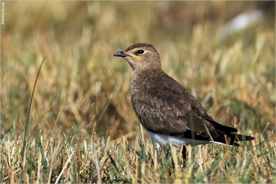 Karakanatlı bataklıkkırlangıcı
