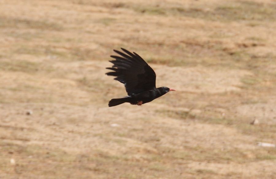 Kırmızıgagalı dağ kargası