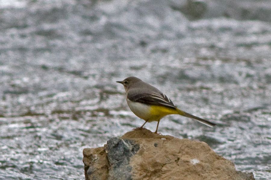 Dağ kuyruksallayanı