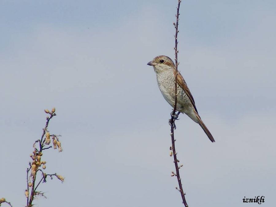 Kızılsırtlı örümcekkuşu