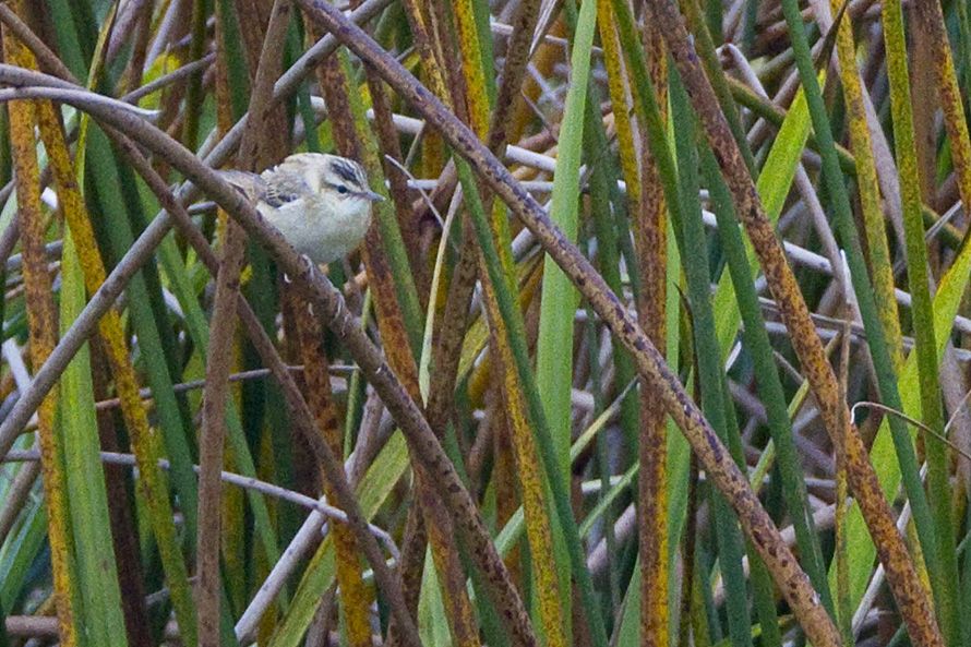 Kındıra kamışçını