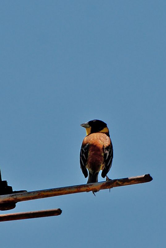 Karabaşlı kirazkuşu