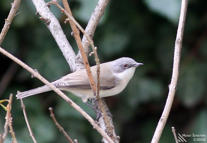 Küçük akgerdanlı ötleğen