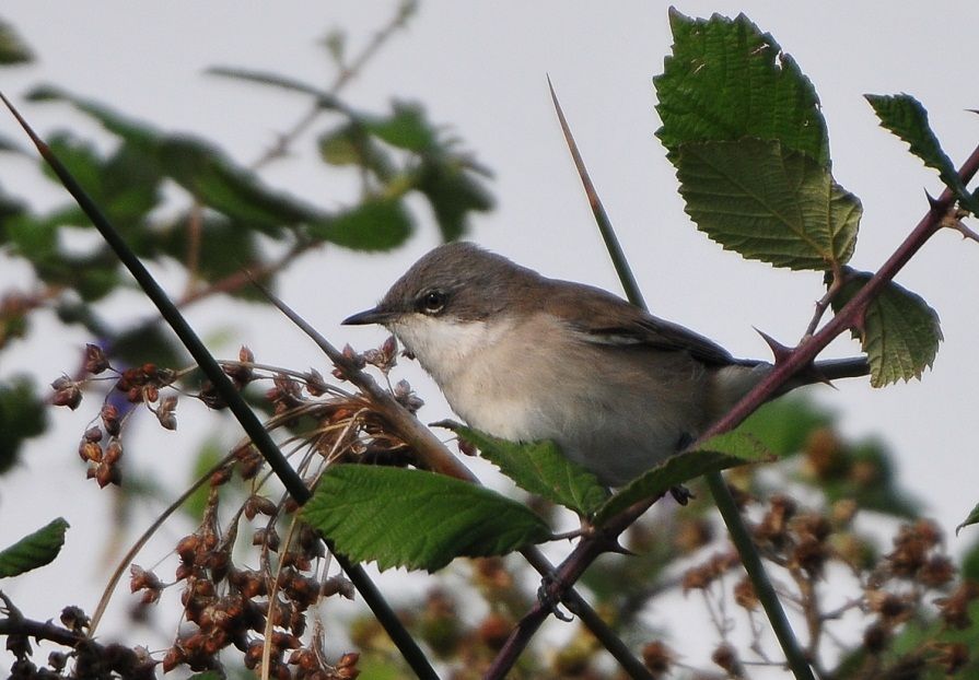 Küçük akgerdanlı ötleğen