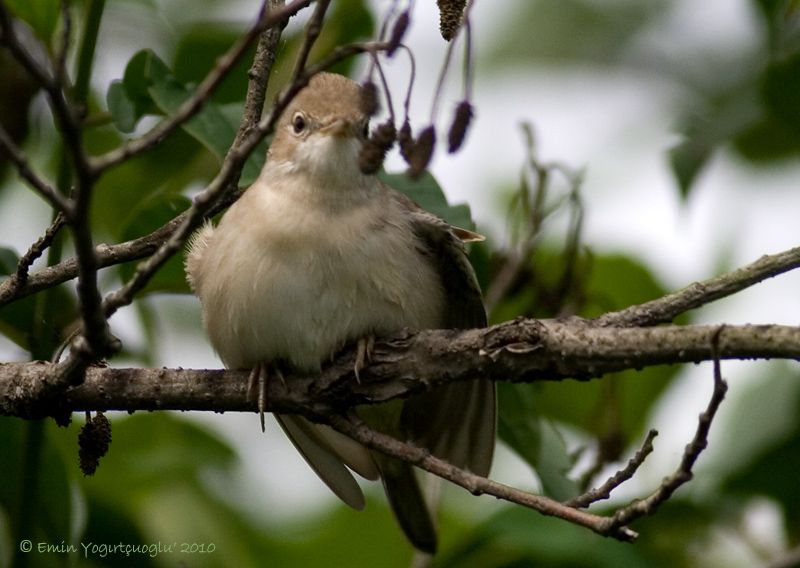 Akgerdanlı ötleğen