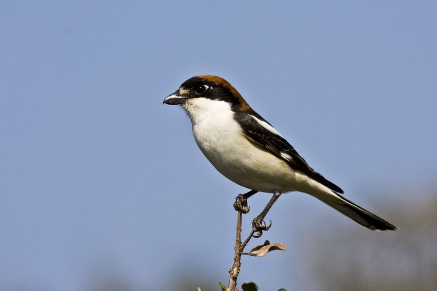 Kızılbaşlı örümcekkuşu