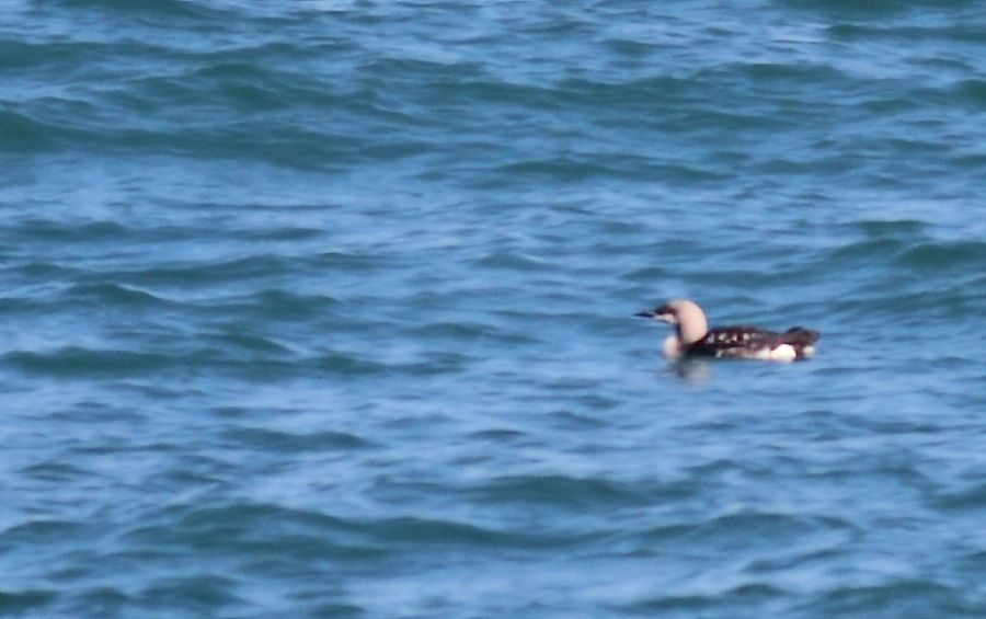 Karagerdanlı dalgıç