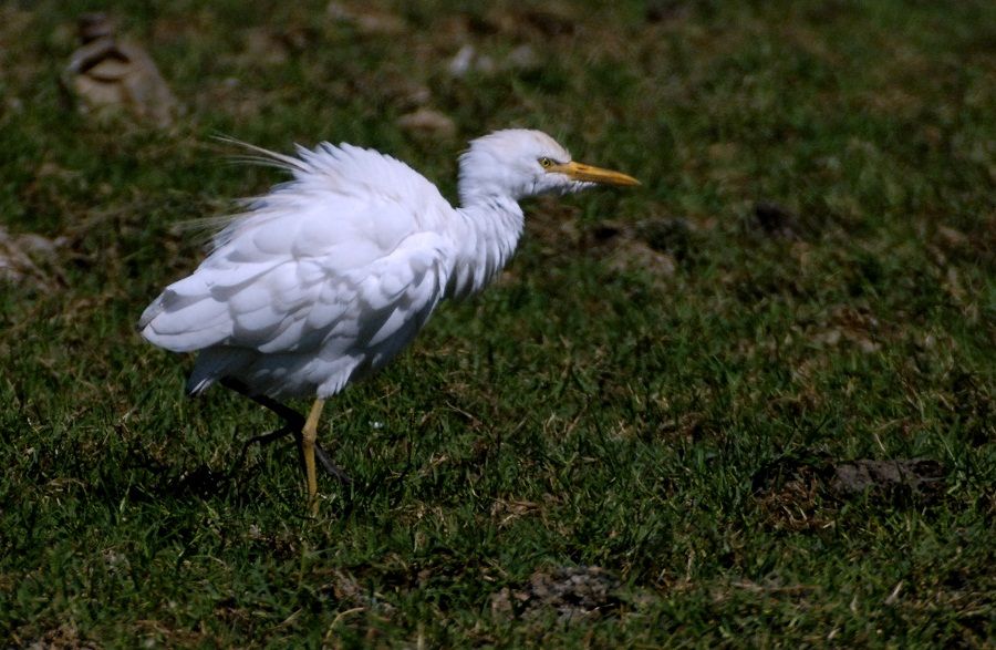 Sığır balıkçılı