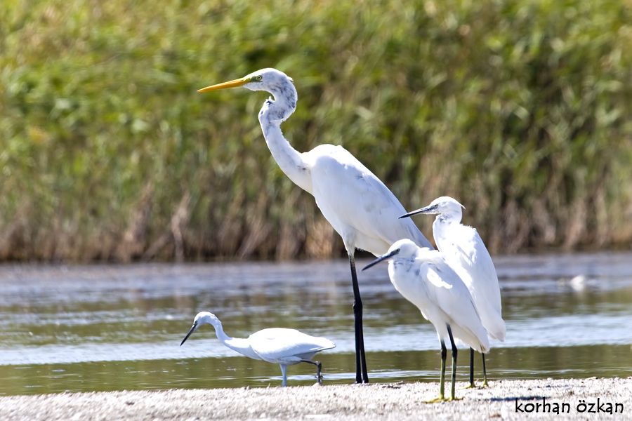 Büyük ak balıkçıl