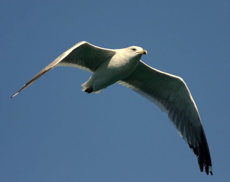 Van gölü martısı