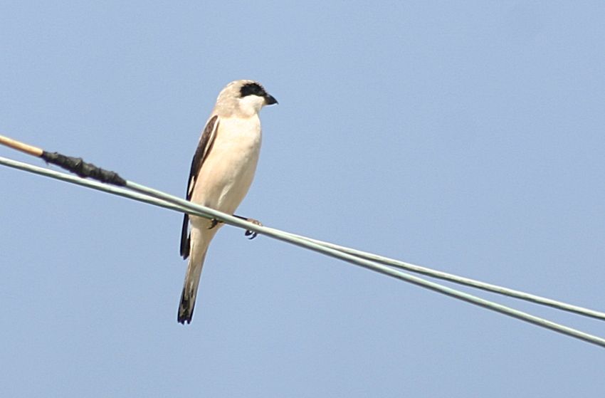 Karaalınlı örümcekkuşu