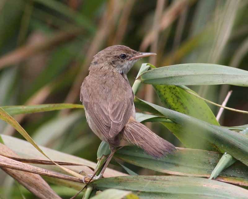 Büyük kamışçın