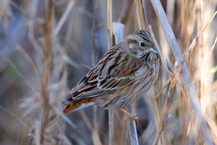 Akbaşlı kirazkuşu