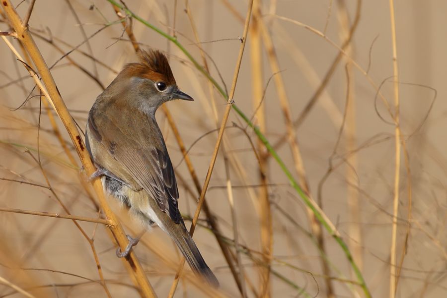 Karabaşlı ötleğen