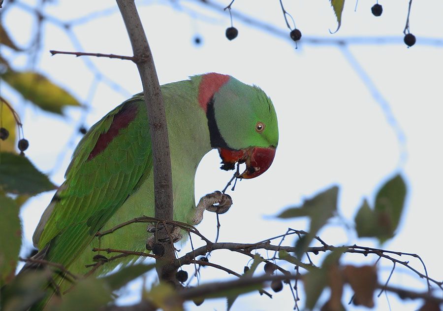 İskender papağanı