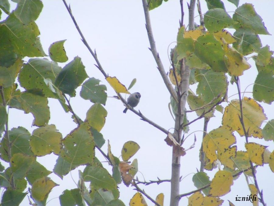 Uzunkuyruklu baştankara