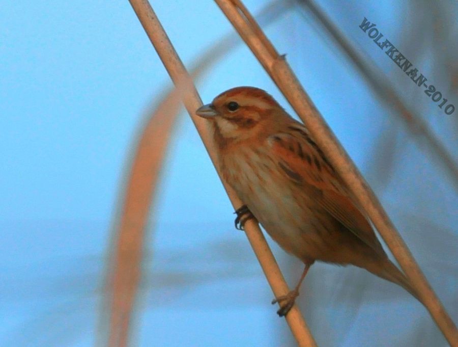 Bataklık Kirazkuşu