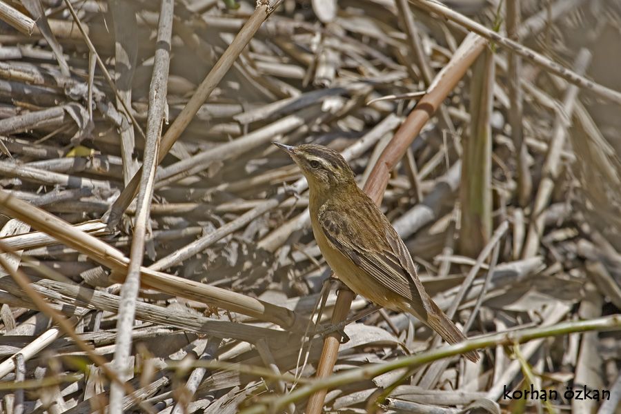 Kındıra kamışçını