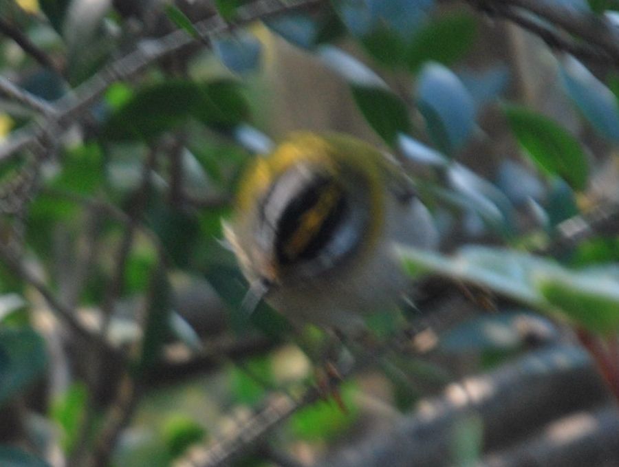 Sürmeli çalıkuşu