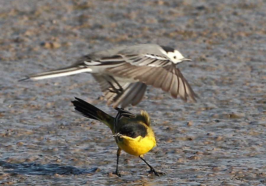 Sarı kuyruksallayan