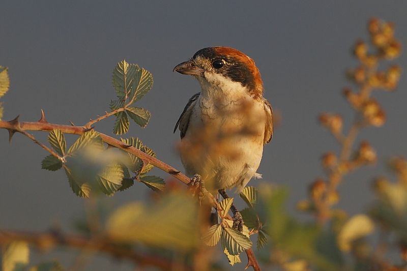 Kızılbaşlı örümcekkuşu