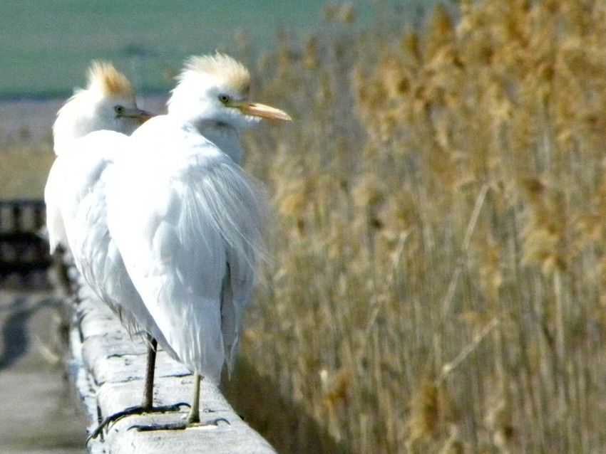 Sığır balıkçılı