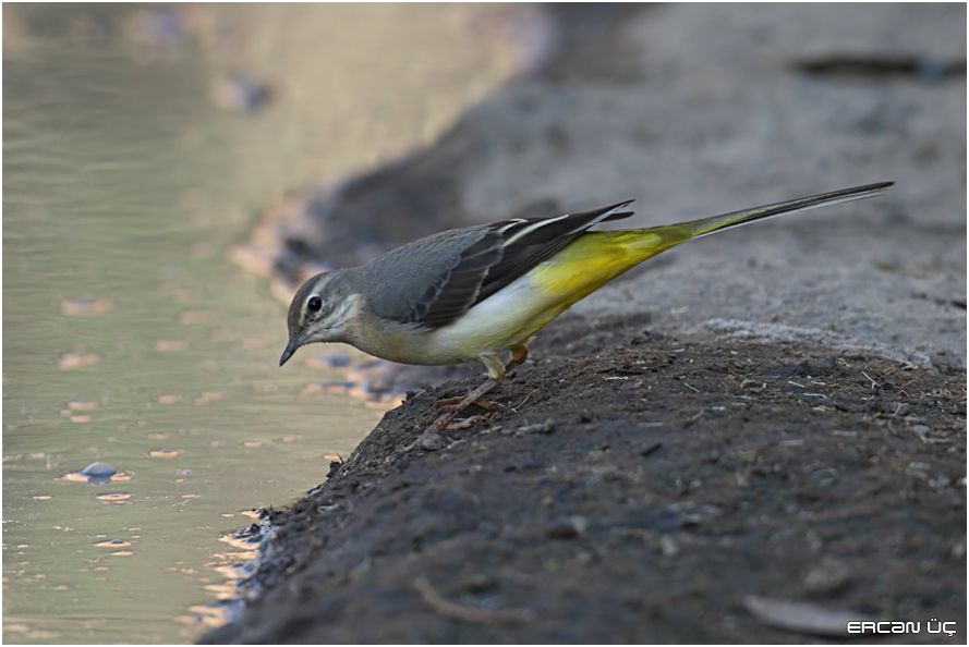 Dağ kuyruksallayanı