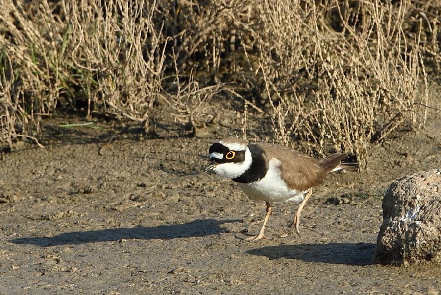 Halkalı küçük cılıbıt